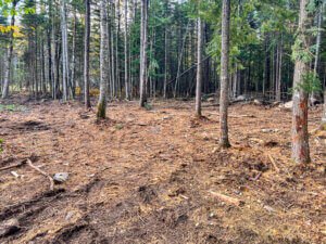 A forest with trees and dirt with bear brook state park in the background.